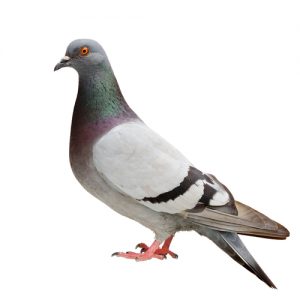 pigeon