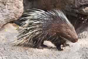 Image of a Porcupine