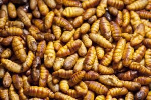 pupae