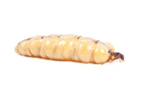 queen-termite