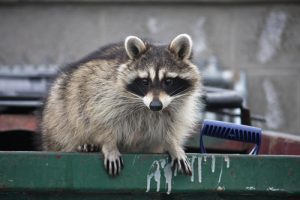 raccoon