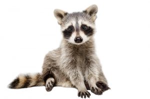 raccoon