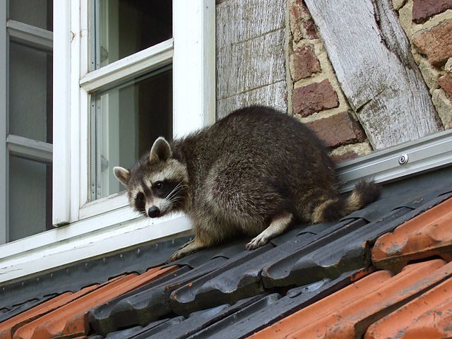 Raccoon