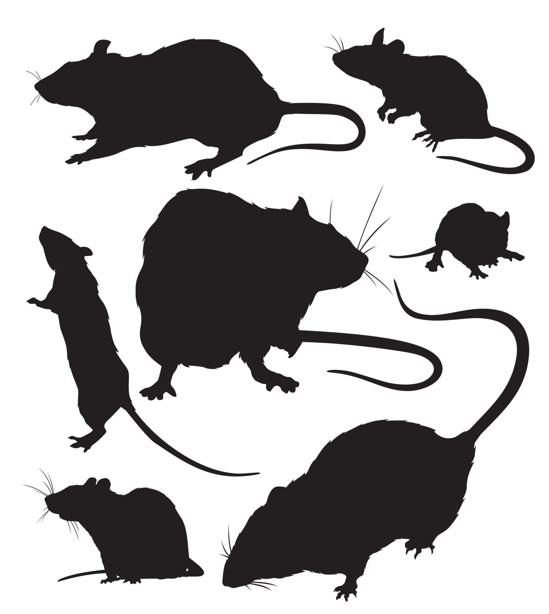 How To Tell The Difference Between A Young Rat And A Mouse