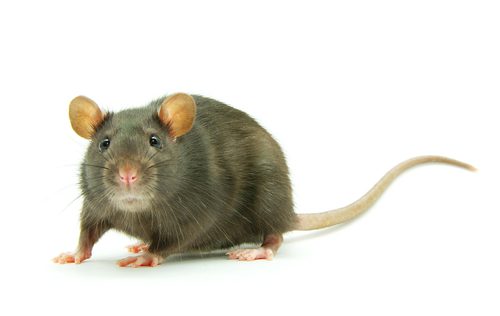 What Does A Rat Burrow Look Like