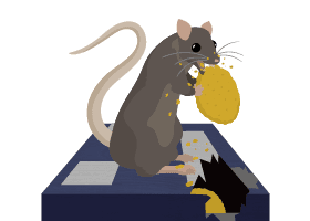 Mice/Rodent Removal