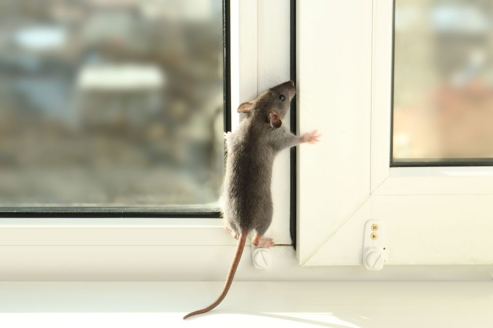 Rats in New England Homes (Podcast) | Colonial Pest Control