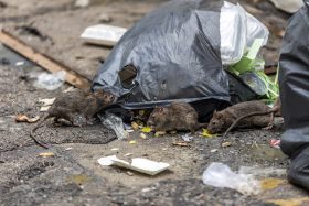 10 REASONS WHY RATS CREEP US OUT! - Colonial Pest Control