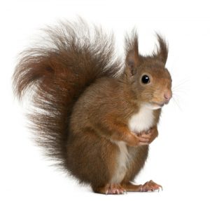 red-squirrel