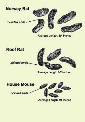 Rodent Droppings Infographic