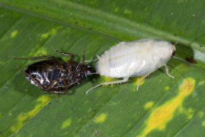 shedding