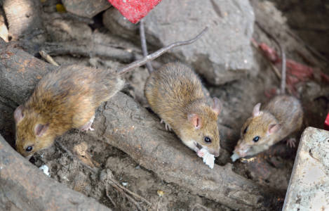 Rats outside; thinking Outside of the box - Colonial Pest Control