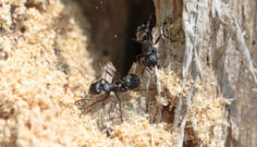 Ants, Moisture, and Pest Control