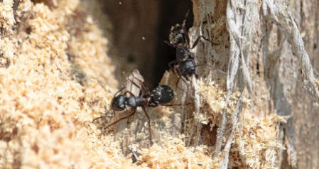 Ants, Moisture, and Pest Control