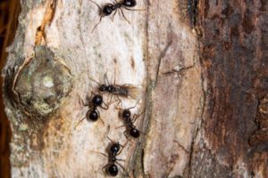 Ants on a tree. Shutterstock. 