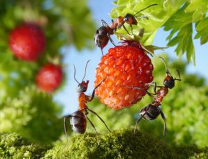 ant-on-fruit