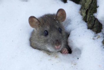 What happens to mice in the snow and cold?