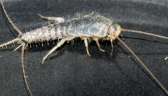 Dealing with Occasional Invaders in New England Homes This Early Spring