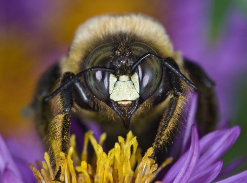 What Are Those Big Black Bees Colonial Pest Control