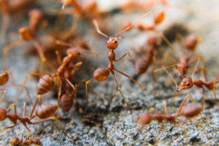 when ants get sick - Colonial Pest Control