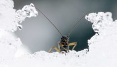 What happens to insects when it snows?