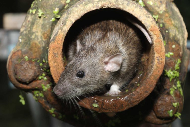WHO HAS MORE RATS? BOSTON OR THE NATION’S CAPITAL