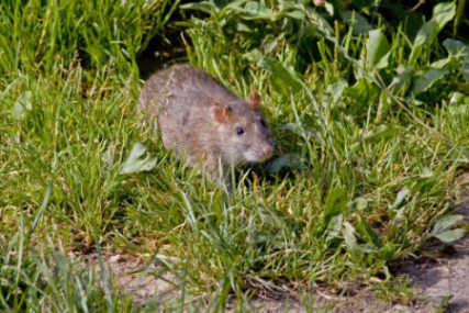 Rats outside; thinking Outside of the box - Colonial Pest Control