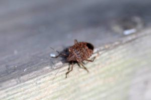 Brown Marmorated Stink Bug. Shutterstock. 