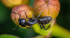 Black Carpenter Ant wood destroying insect infestation pest control exterminator Shrewsbury MA Worcester County Central Massachusetts