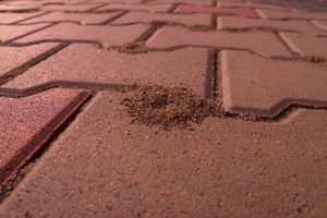pavement-ants