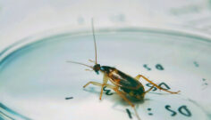 Cockroaches – When to Take Action
