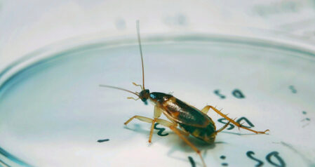 Cockroaches – When to Take Action