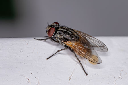 The House Fly and Other Filth Flies Prevention and Control