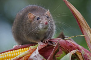 brown Norway rat (rattus norvegicus) sits on a corn plant in a cornfield