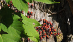 Black and Red Bugs