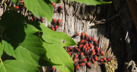Black and Red Bugs
