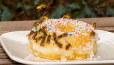 Summer Fun or Pest Magnet?
