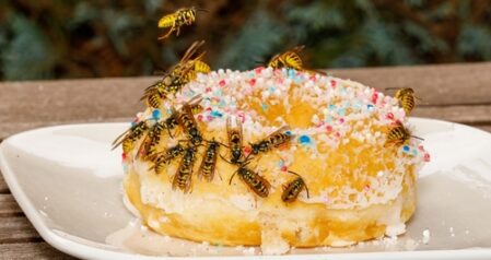 Summer Fun or Pest Magnet?