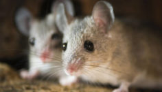 Responsible Pest Control: A Balanced Approach to Rodenticides