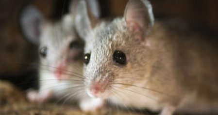 Responsible Pest Control: A Balanced Approach to Rodenticides