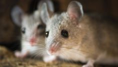 When is the time to act on pest control?