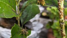 Why Are Wasps Swarming My Yard? The Hidden Role of Scale Insects