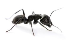 Black Carpenter Ant Shrewsbury MA Worcester County Massachusetts Pest Control