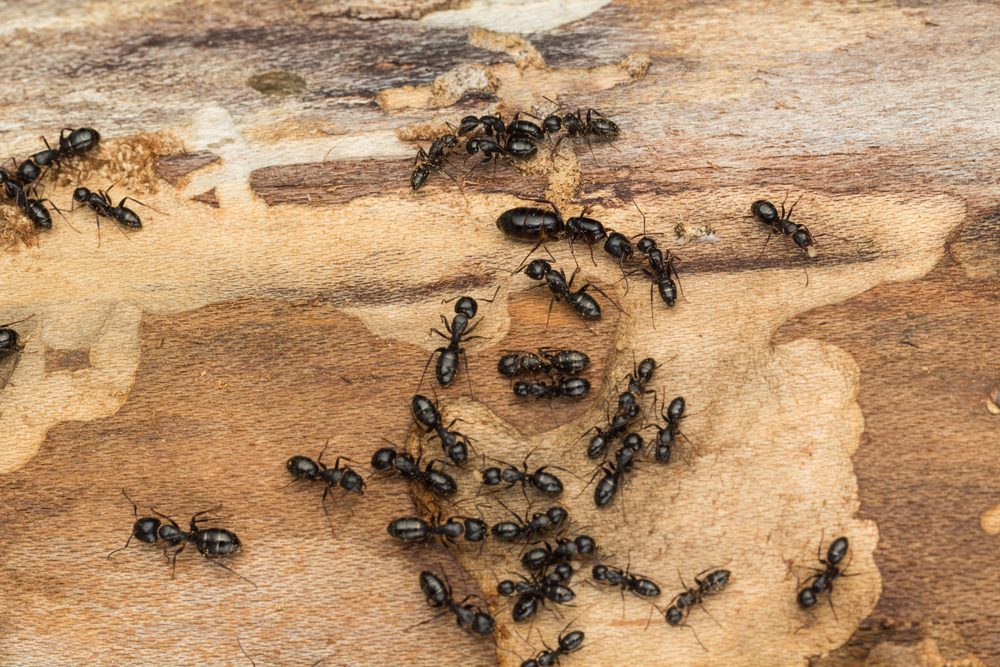SHOULD YOU BE WORRIED ABOUT CARPENTER ANTS? - Colonial Pest Control