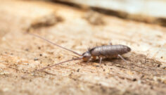 Springtails, Clover Mites, and Psocids: Tiny Intruders in Your Home