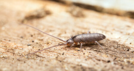 Springtails, Clover Mites, and Psocids: Tiny Intruders in Your Home