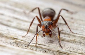 red-wood-ant