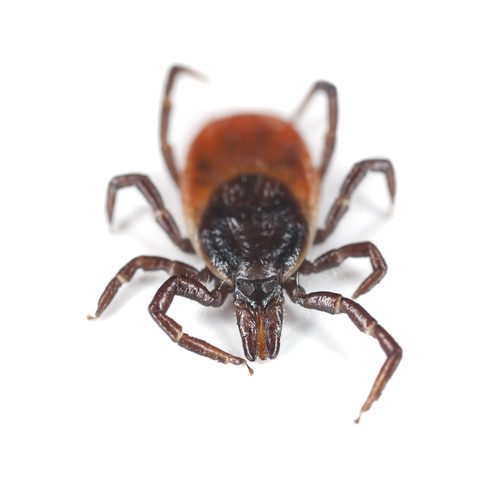 How to Remove an Attached Tick