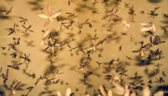 Spring and Early Summer Swarms