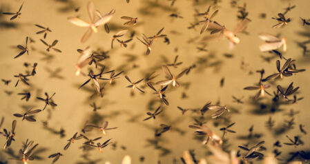 Spring and Early Summer Swarms